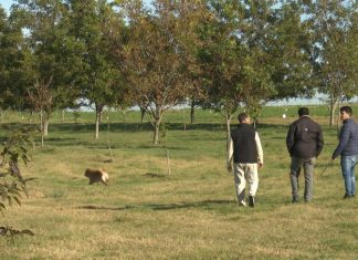 Argentina será sede del IV Simposio Sudamericano de Pecán